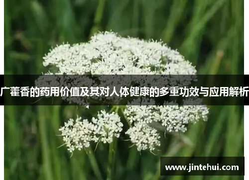 广藿香的药用价值及其对人体健康的多重功效与应用解析